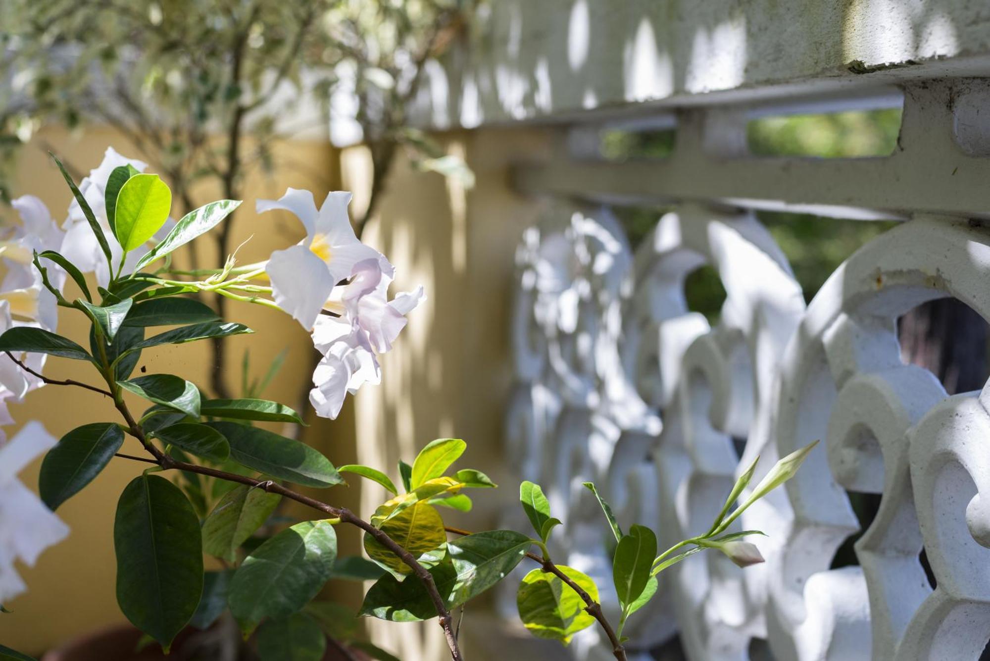 Quinta Das Hortensias Arco de São Jorge Zewnętrze zdjęcie